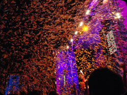 Magic FX...